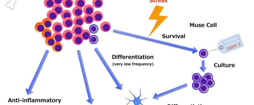 ニューロサイエンスの旅 Vol 56 富山大学医学部脳神経外科